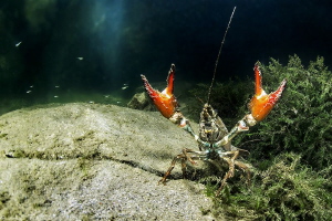 crayfish (Hérault, France) by Mathieu Foulquié 